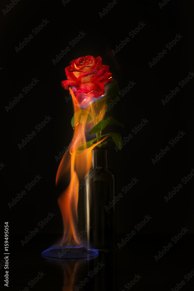 Fototapeta premium Burning rose on black background