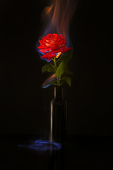 Burning rose on black background