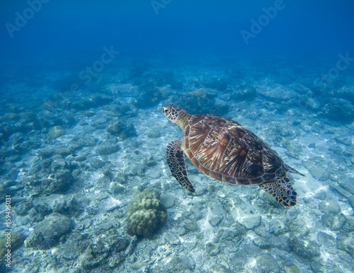 Sea turtle underwater photo. Snorkeling with tortoise. Wild green turtle in tropical lagoon.
