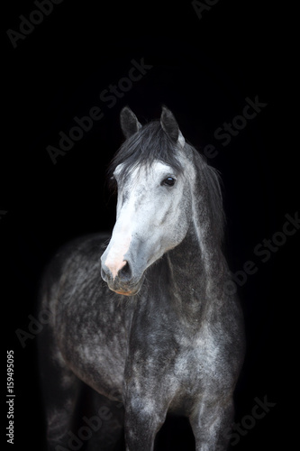 Fototapeta Naklejka Na Ścianę i Meble -  Arabian stallion on black background. 