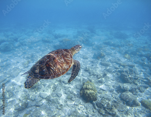 Sea turtle swims underwater. Snorkeling with tortoise. Wild green turtle in tropical lagoon. © Elya.Q