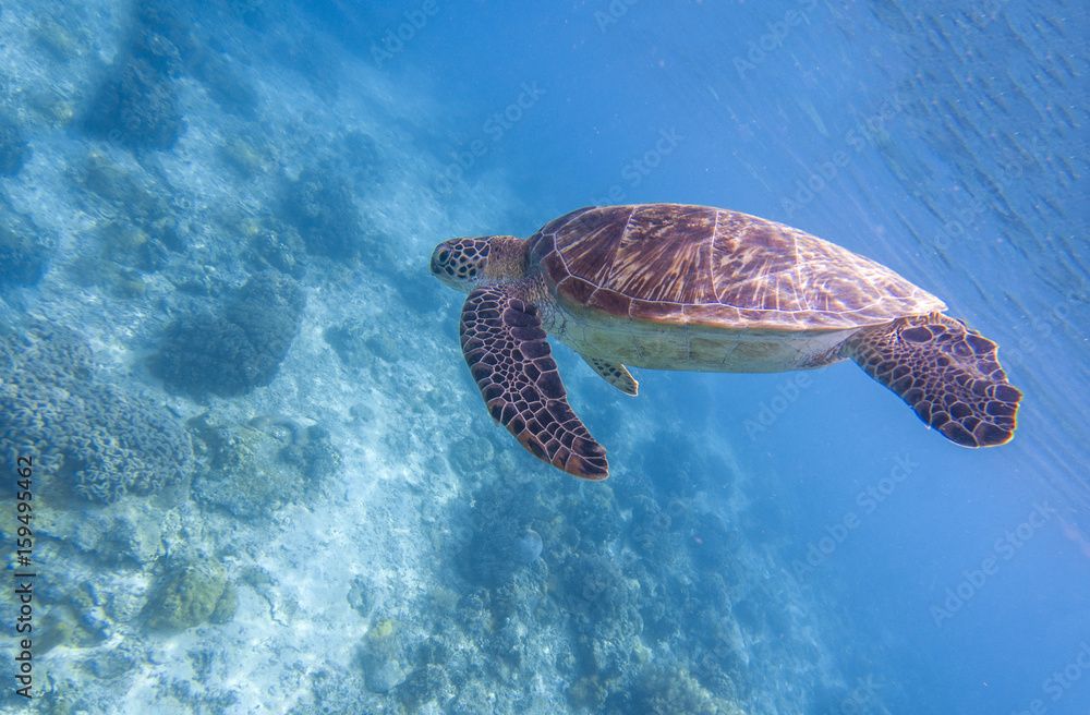 Sea turtle dives blue water. Snorkeling with tortoise. Wild green turtle in tropical lagoon.