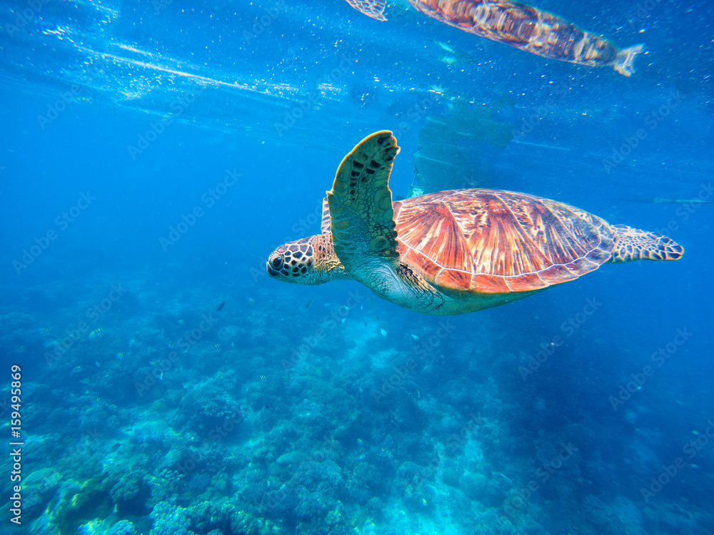 Obraz premium Green turtle in blue water. Seashore lagoon and tortoise. Wild green turtle in tropical lagoon.
