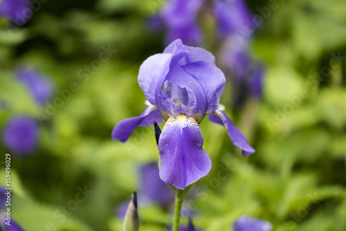 Fototapeta Naklejka Na Ścianę i Meble -  Iris flower, spring flowers