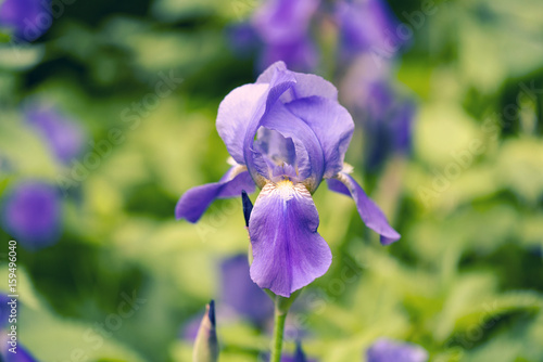 Fototapeta Naklejka Na Ścianę i Meble -  Iris flower, spring flowers