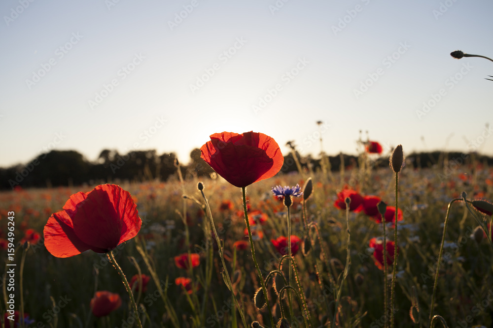 Poppies Wildflowers field  on bright shine sunset light