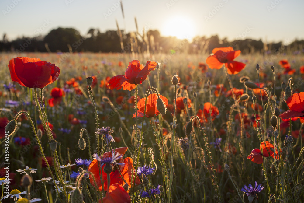 Obraz premium Poppies Wildflowers field on bright shine sunset light