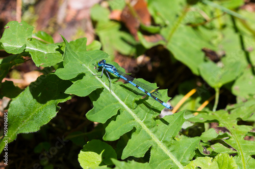 Azure dragonfly photo