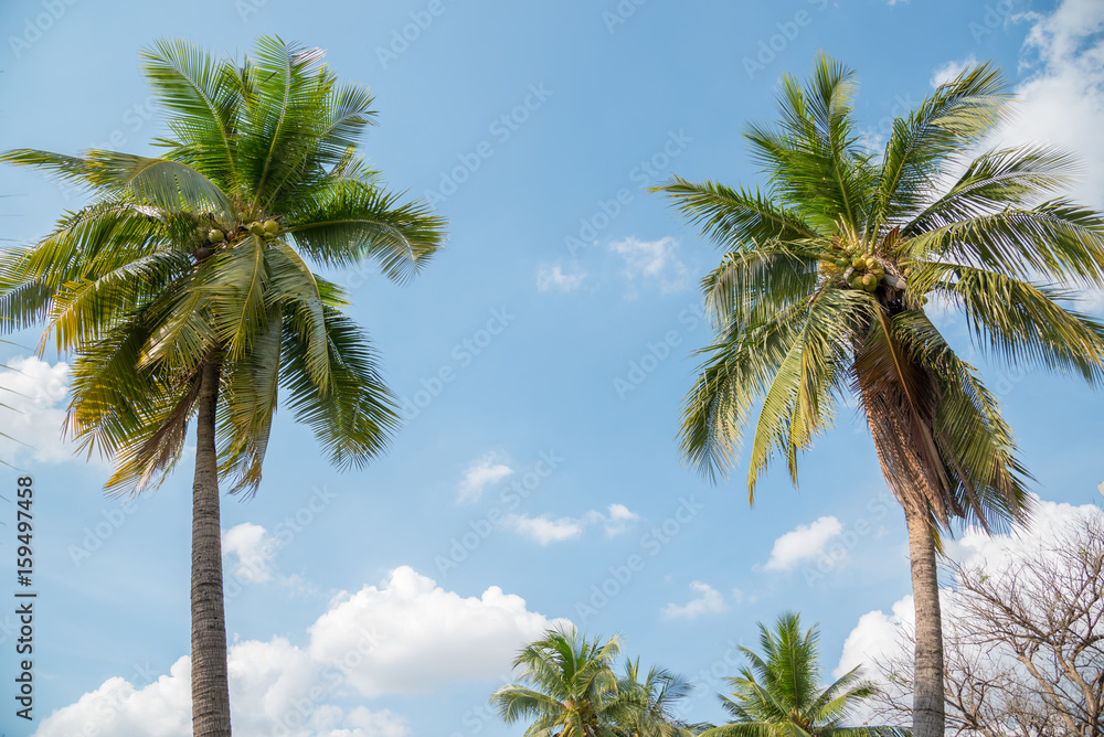 coconut palm tree