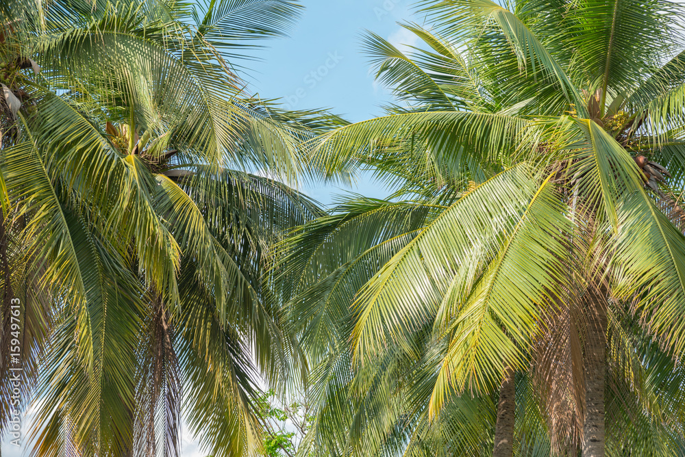 Fototapeta premium coconut palm tree
