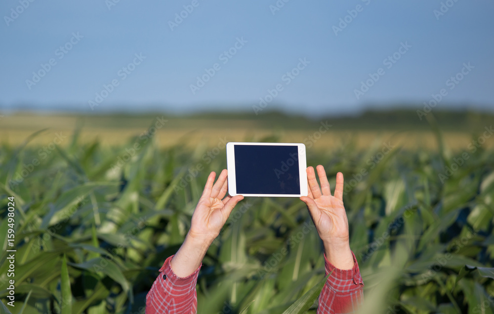 Man holding tablet above corn field Man holding tablet above corn field