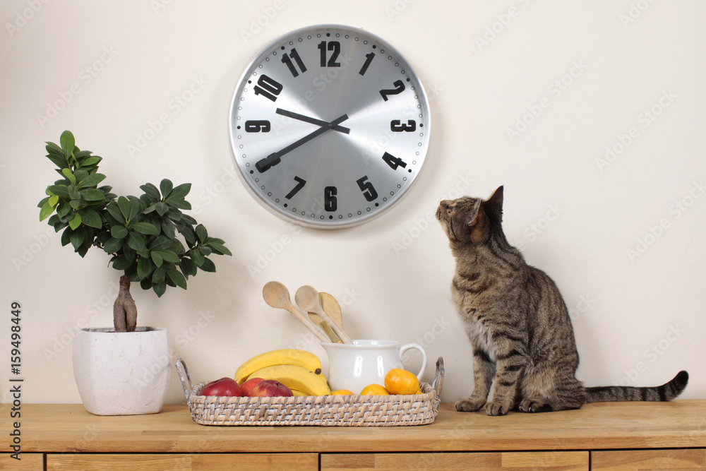 Fototapeta premium Hauskatze schaut auf Uhr an der Wand