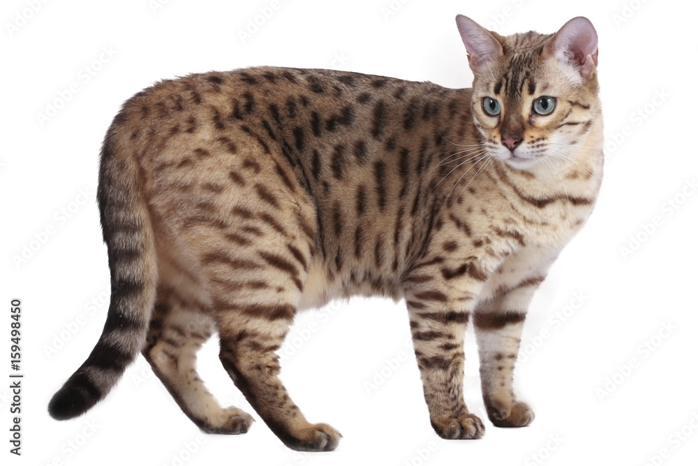 Bengal cat standing sideways