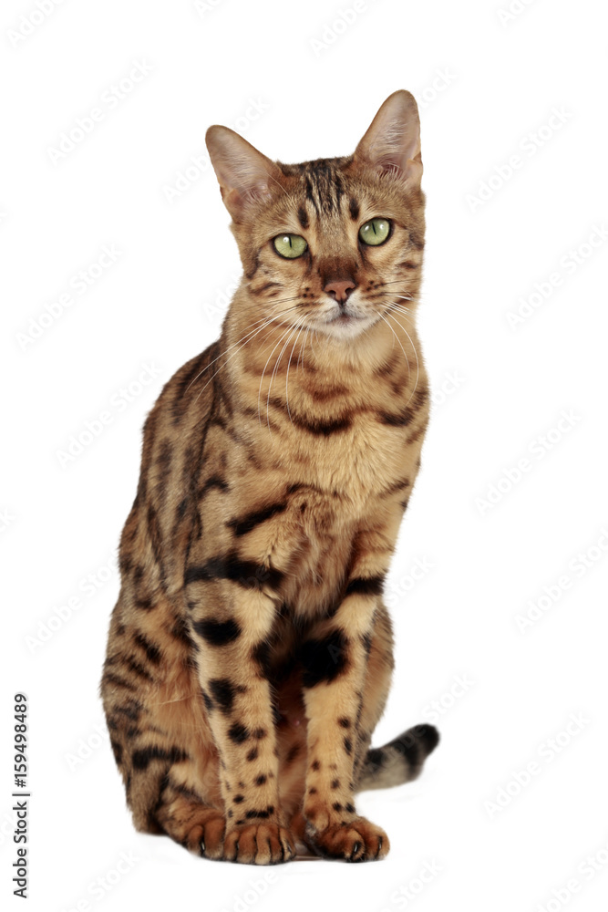 One Bengal cat sitting isolated One Bengal cat sitting isolated