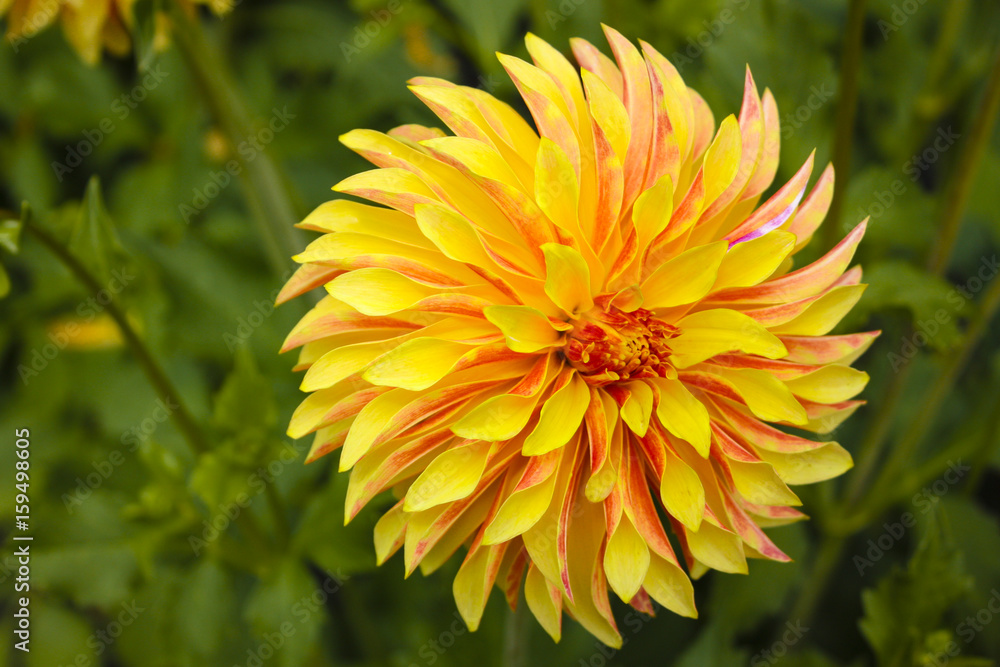 Dahlia Dahlia