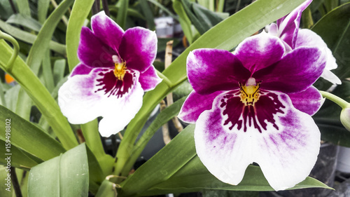 Orchid flower. Miltonia or miltonopsis orchid, beautiful colorful background. © PCRex