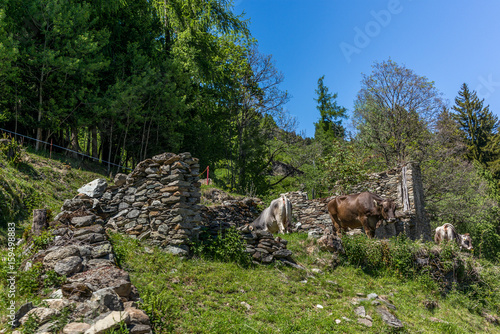 Quiet cows feeding in the Swiss Alps - 1