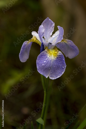 Fototapeta Naklejka Na Ścianę i Meble -  dew or rain drops on an iris bloom