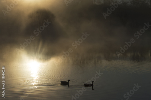 geese paddle through a foggy sunrise reflected on a pond