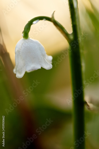 lily of the valley