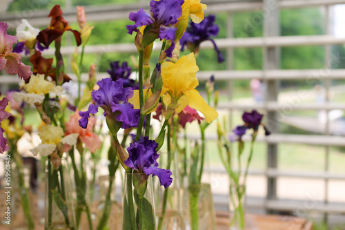 Fototapeta Naklejka Na Ścianę i Meble -  Violet and yellow iris flowers