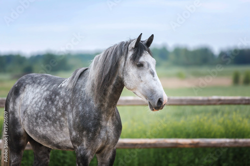 Portrait of s grey stallion in a paddock.