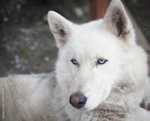 Husky with blue eyes