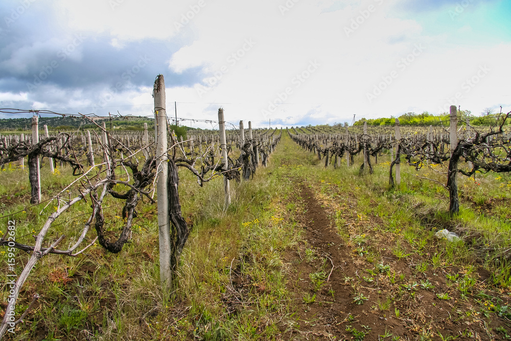 Vineyard near the village of Balaklava