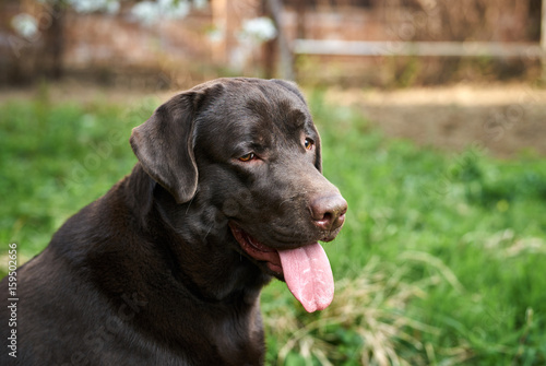 A labrador walks in the park, a black dog stuck out his tongue