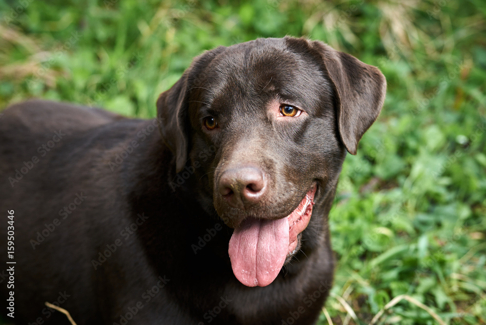 Black dog, labrador shows tongue in park Black dog, labrador shows tongue in park