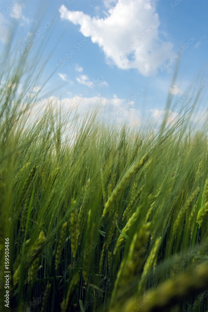 The wheat spikes that bake in the rays of the sun The wheat spikes that bake in the rays of the sun