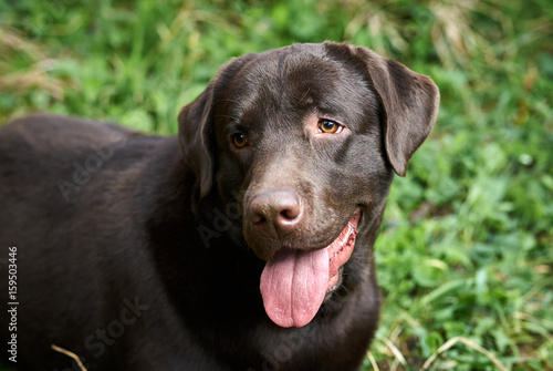 Wallpaper Mural Black dog, labrador shows tongue in park Torontodigital.ca
