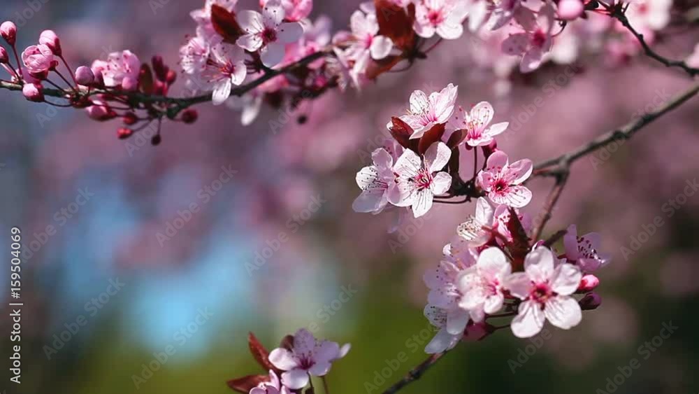 Pink cherry flowers blooming in springtime. Pink cherry flowers blooming in springtime.