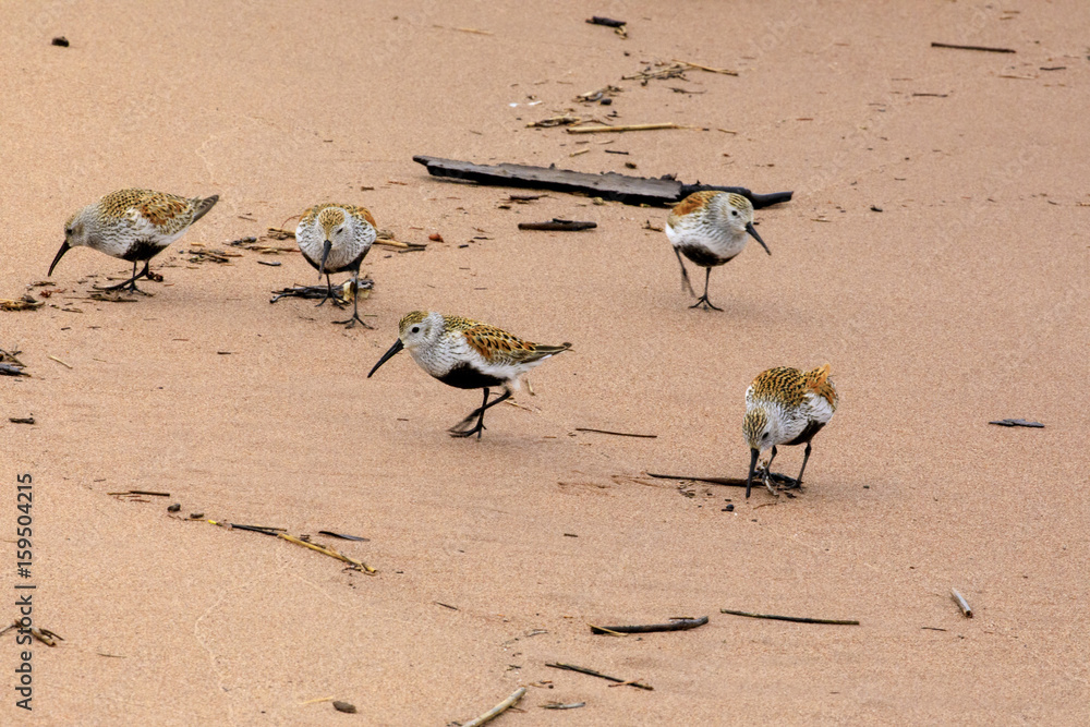 Fototapeta premium Dunlins on Lake Superior Shore