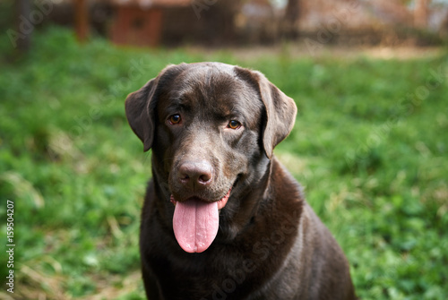 A black dog walks in the park, a labrador with his tongue hanging out