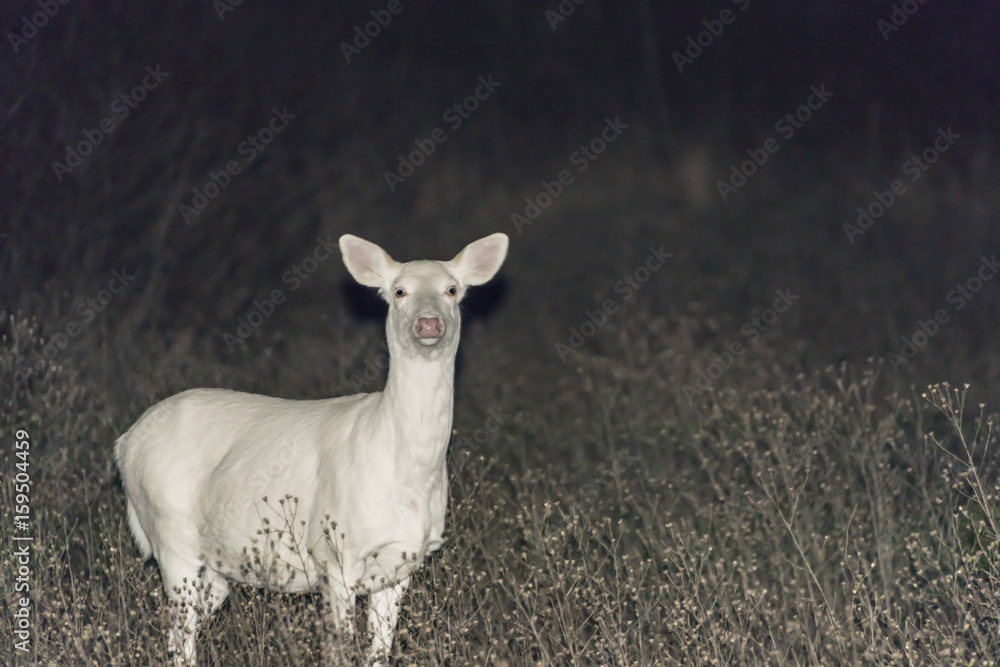 Albino White Tail Doe Albino White Tail Doe
