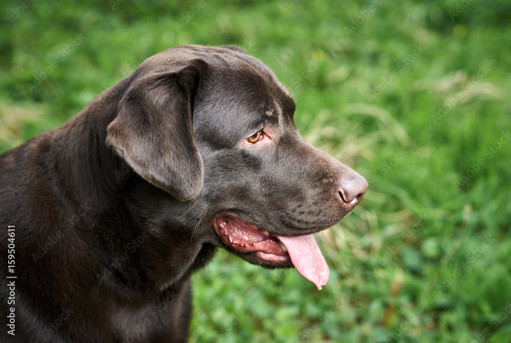 A black dog walks in the park, a labrador dog stuck out his tongue