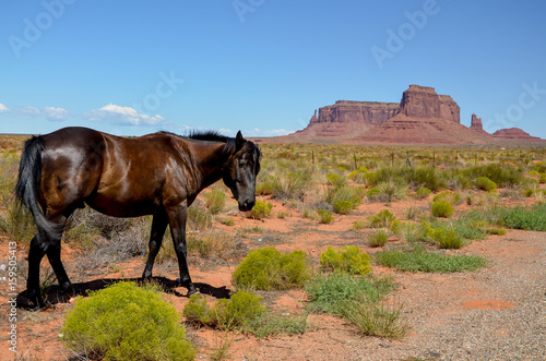 dark brown horse eating grass in the desert
Oljato-Monument Valley, Kayenta, Arizona, United States photo