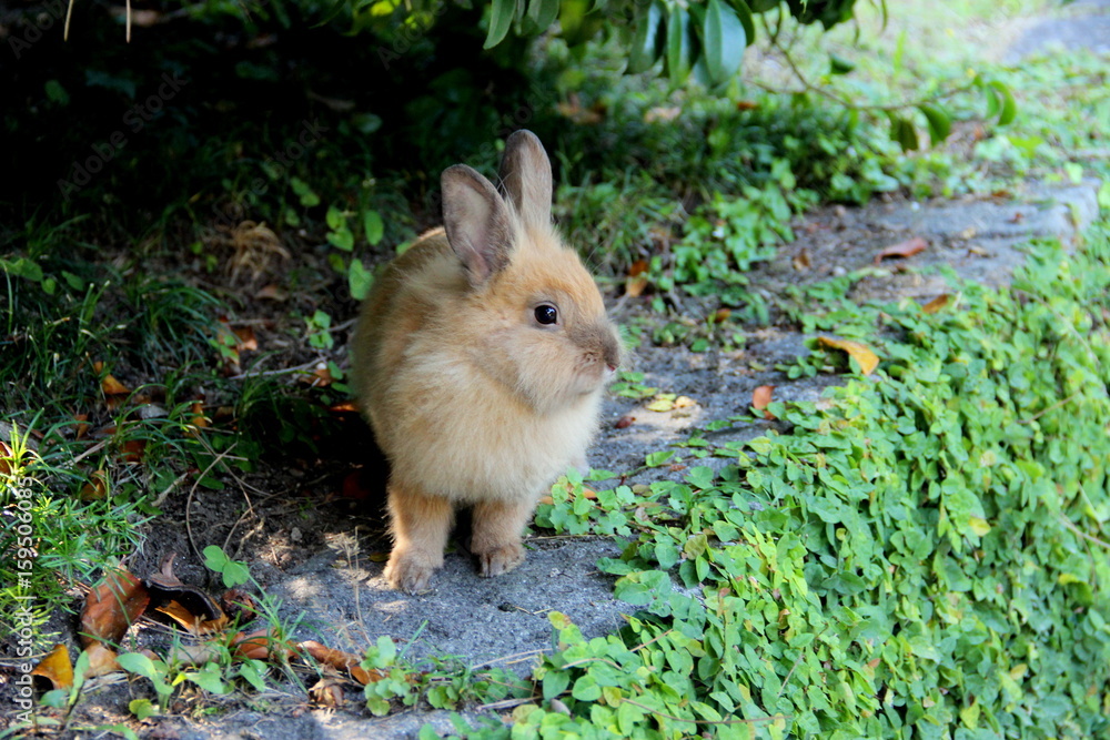 Fototapeta premium Rabbit in bushes