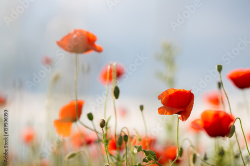 Mohn auf der Wiese