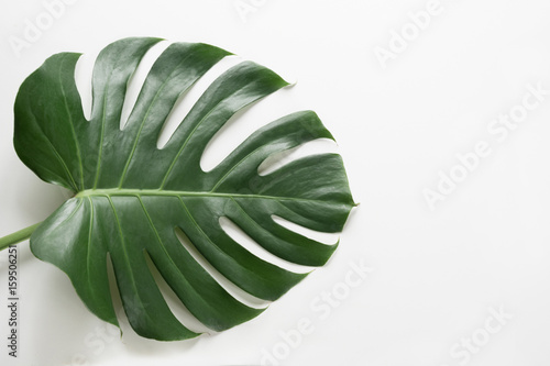 Single leaf of Monstera plant on white background. Close up, isolated with copy space