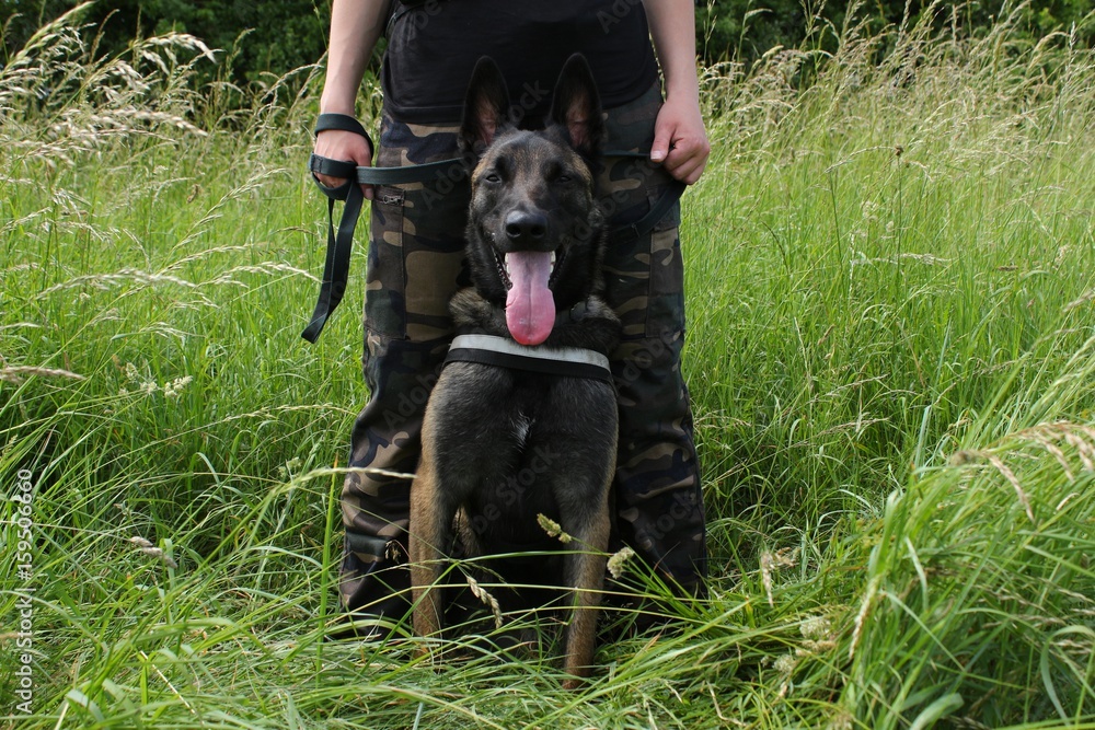 un berger belge malinois attentif aux ordres de son maitre assis entre les jambes en protection un berger belge malinois attentif aux ordres de son maitre assis entre les jambes en protection