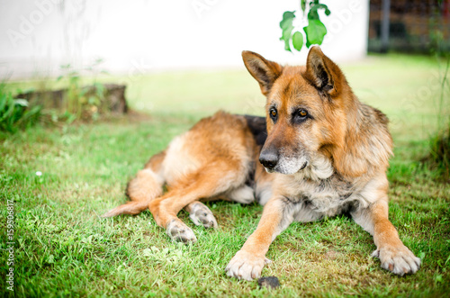 Немецкая овчарка лежит на траве в саду, собака