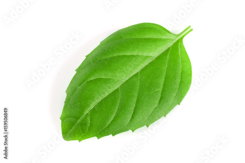 basil herb leaf isolated on white background closeup