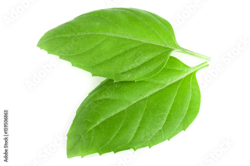 basil herb leaves isolated on white background closeup