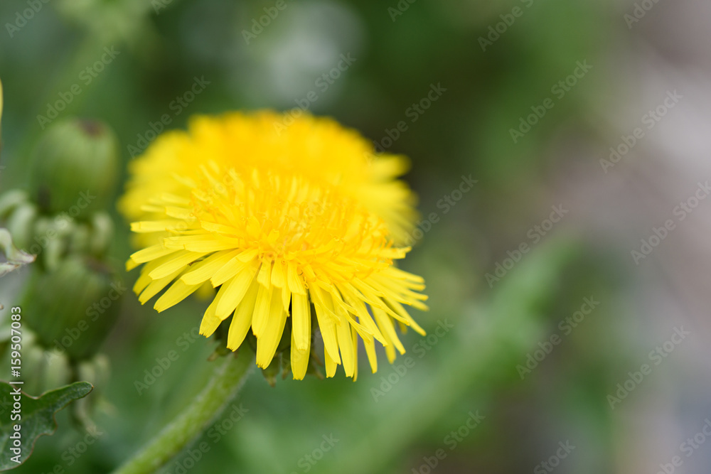 One bright yellow dandelion on a background of blurred grass One bright yellow dandelion on a background of blurred grass