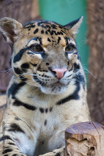 Fototapeta Naklejka Na Ścianę i Meble -  Clouded leopard close up portrait Neofelis nebulosa. Wildlife animal