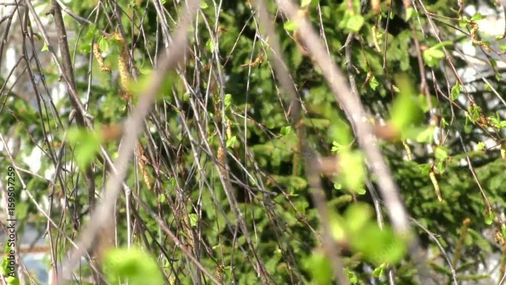 Background of branches with fresh leaves sway in wind. Green nature - the lungs of the planet. Windy weather in the summer in the Park. Background of branches with fresh leaves sway in wind. Green nature - the lungs of the planet. Windy weather in the summer in the Park.