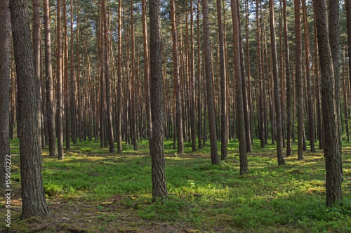 Sosnowy las. © boguslavus
