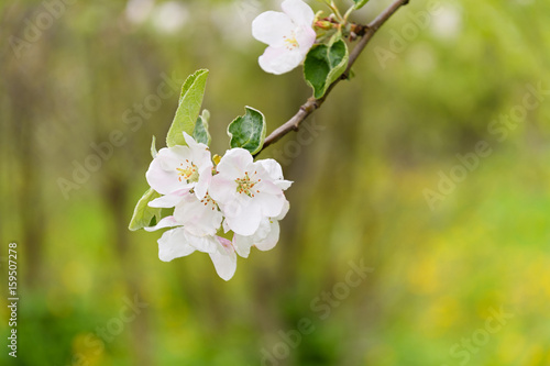 White Apple blossoms on a branch on blurry background